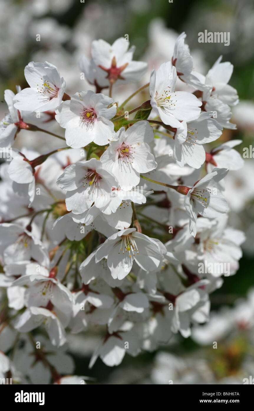 Yoshino Flowering Cherry, Prunus x yedoensis, Rosaceae, Japan Stock Photo