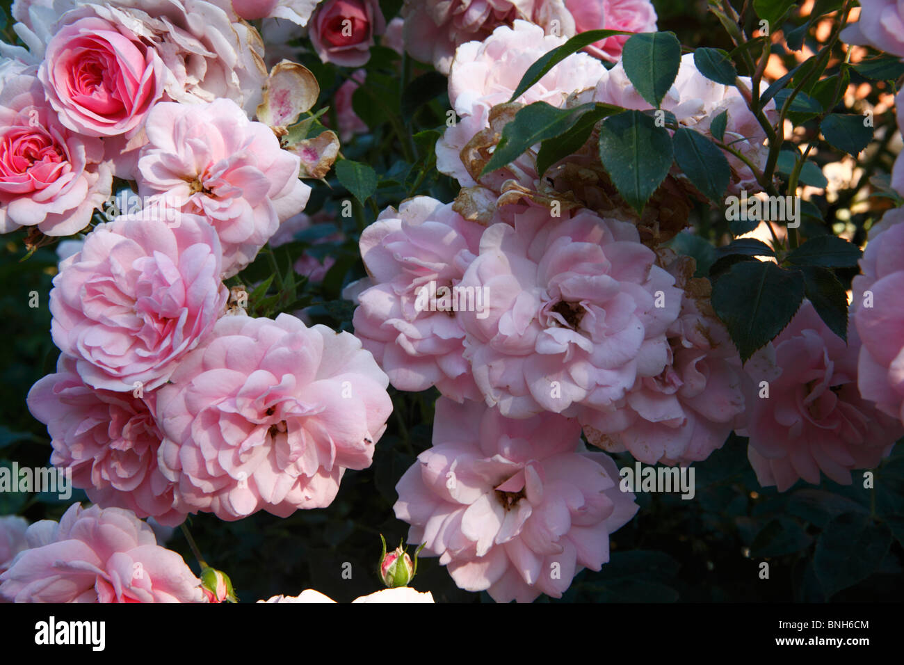 Bonica Roses Stock Photo