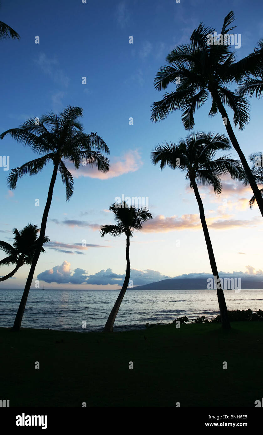 Palm trees silhouettes at sunset in Maui Hawaii Stock Photo - Alamy