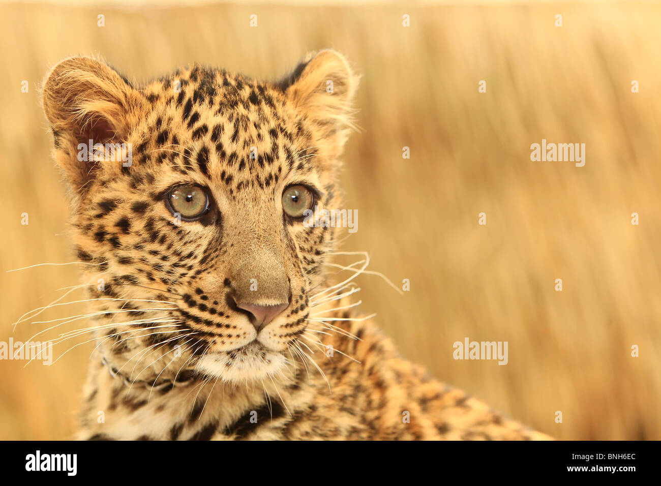 Spotted big cat hires stock photography and images Alamy