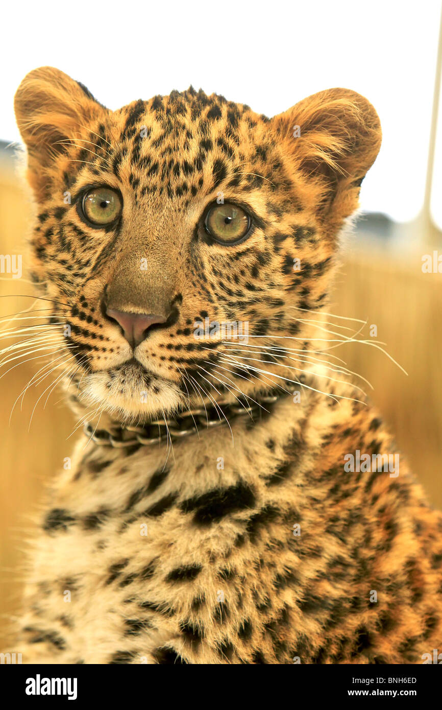 Leopard baby hi-res stock photography and images - Alamy
