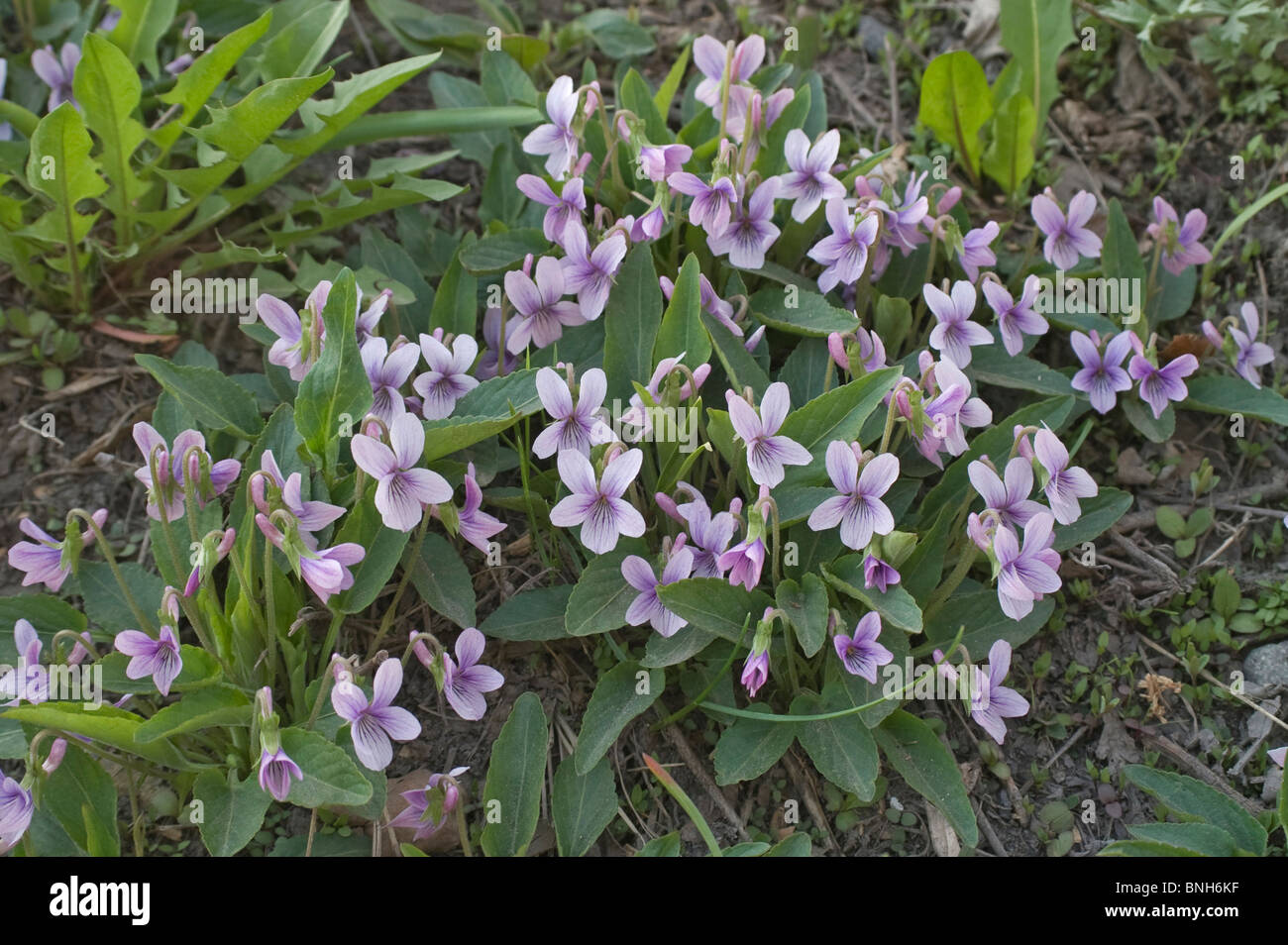 Violet (Viola alisoviana) Stock Photo
