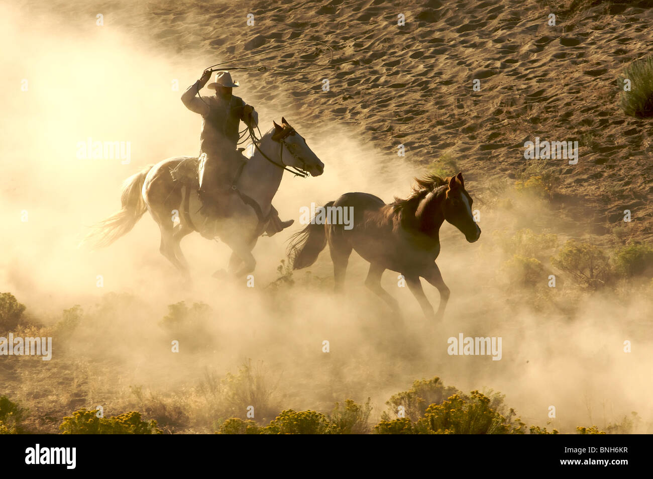 Cowboy galloping and roping wild horses through the desert Stock Photo