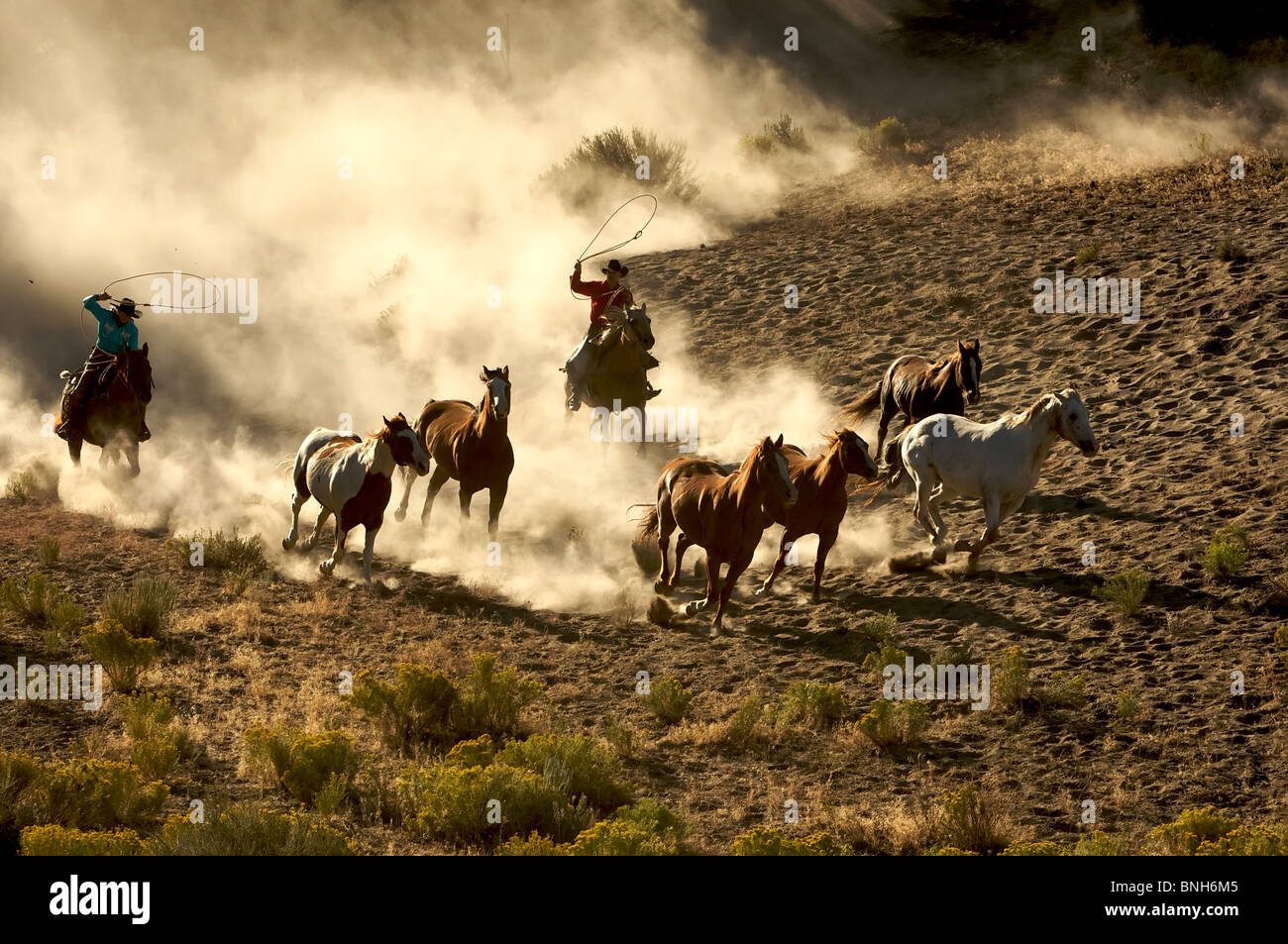 Cowgirl and Cowboy galloping and roping wild horses through the desert