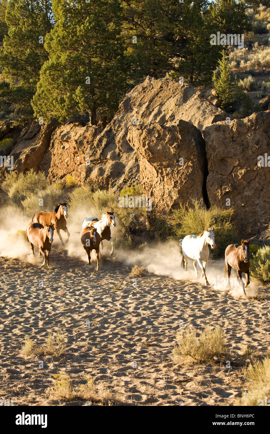 Six horses running and kicking up dust in the evening sun Stock Photo