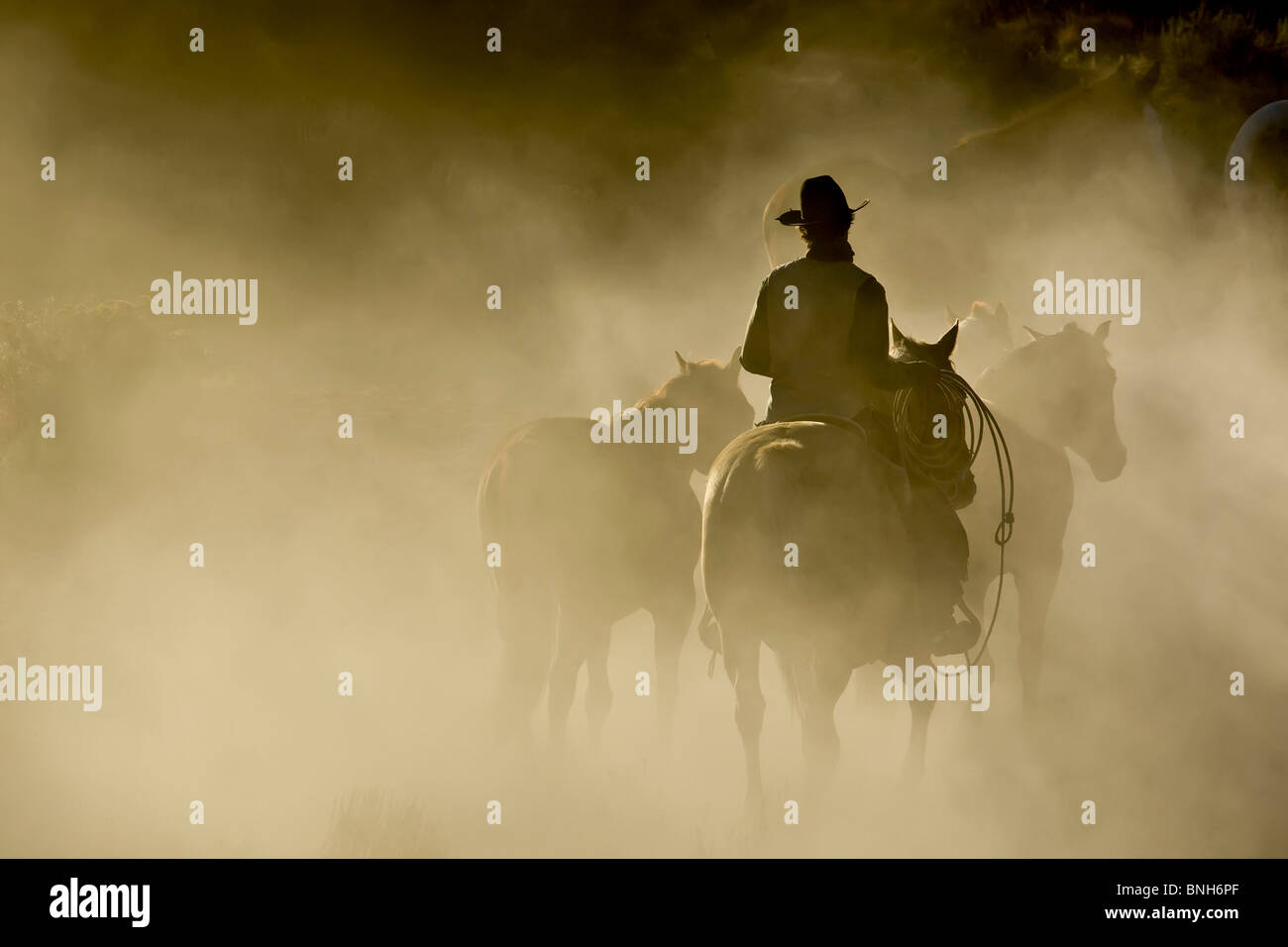 Single Cowboy with rope and horses in the dust Stock Photo
