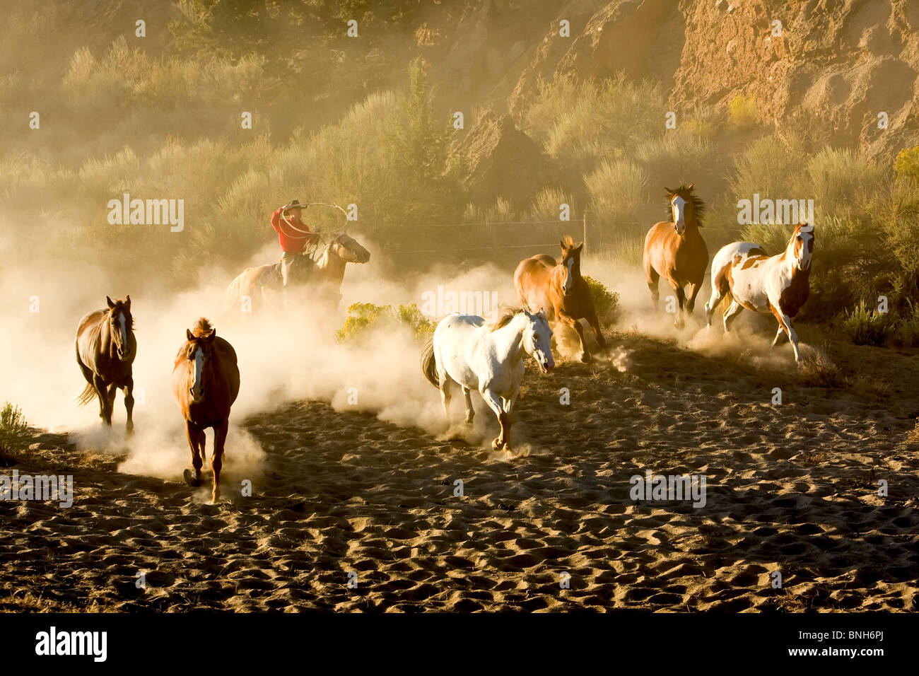 Cowboy rounding up a herd of wild horses Stock Photo
