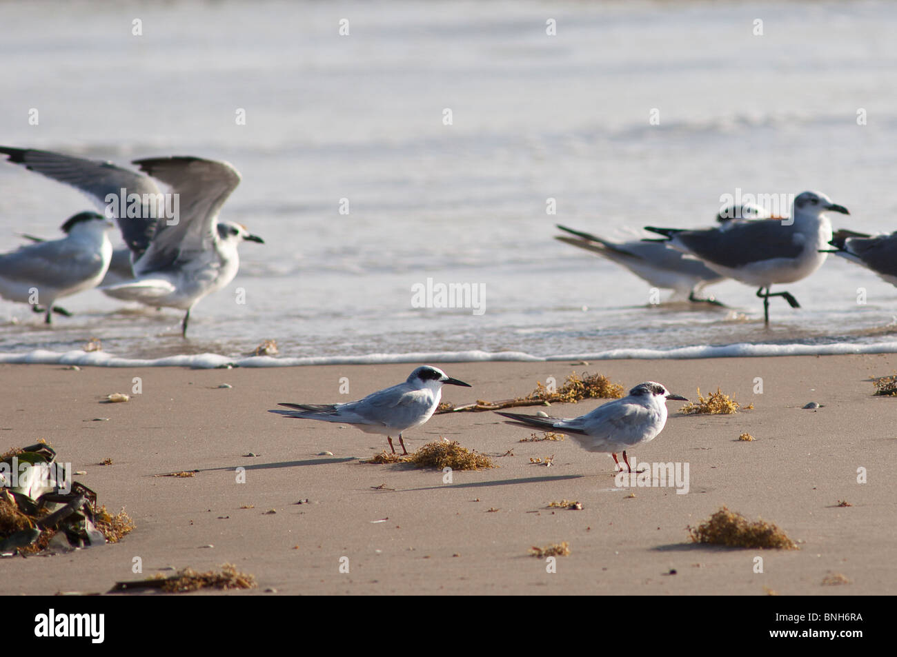 Texas, Padre Island. Shore birds in Padre Island National Seashore. Stock Photo