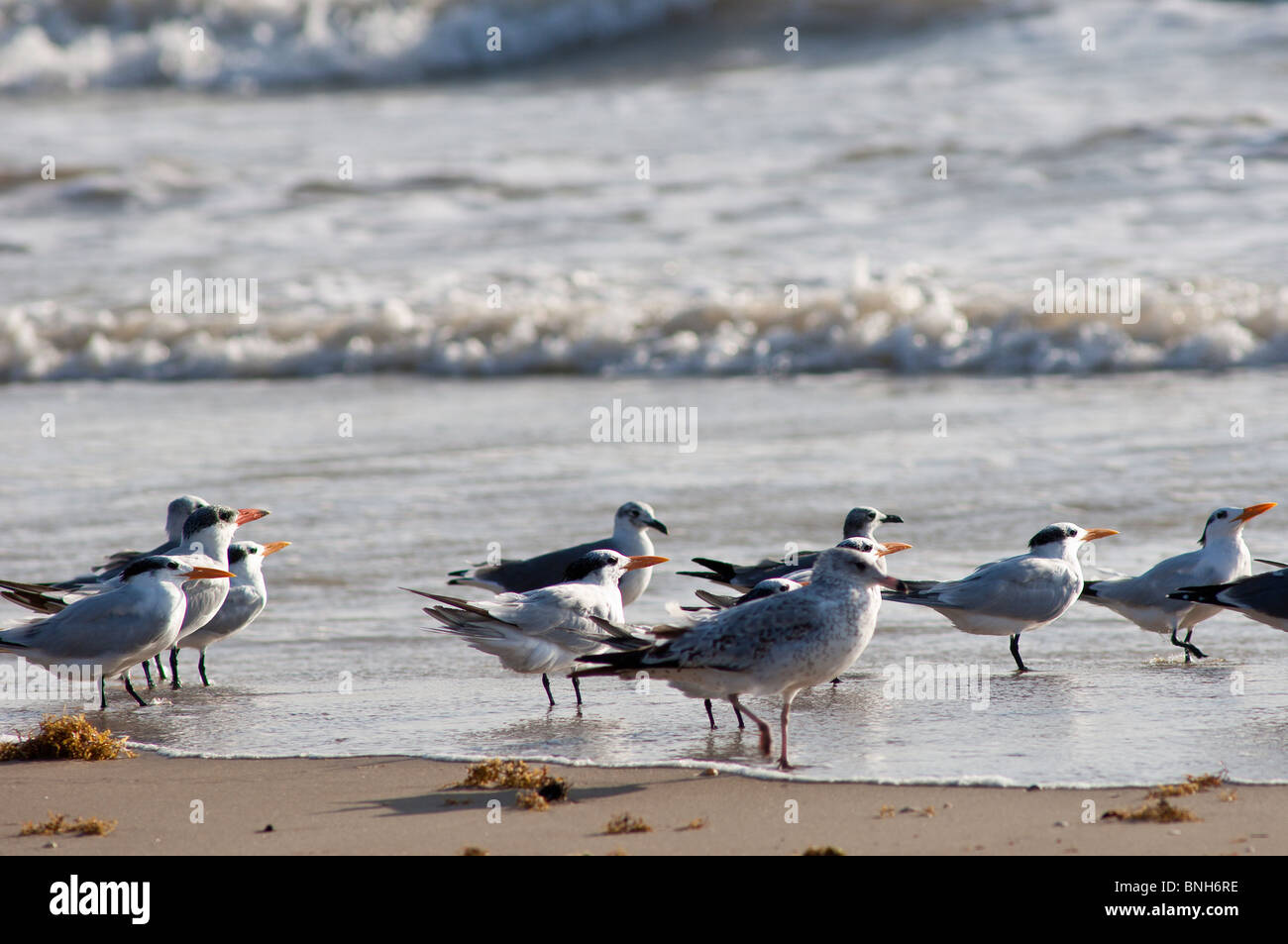 Texas, Padre Island. Shore birds in Padre Island National Seashore. Stock Photo