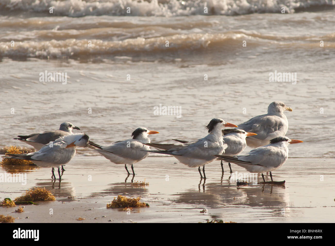 Texas, Padre Island. Royal terns in Padre Island National Seashore. Stock Photo