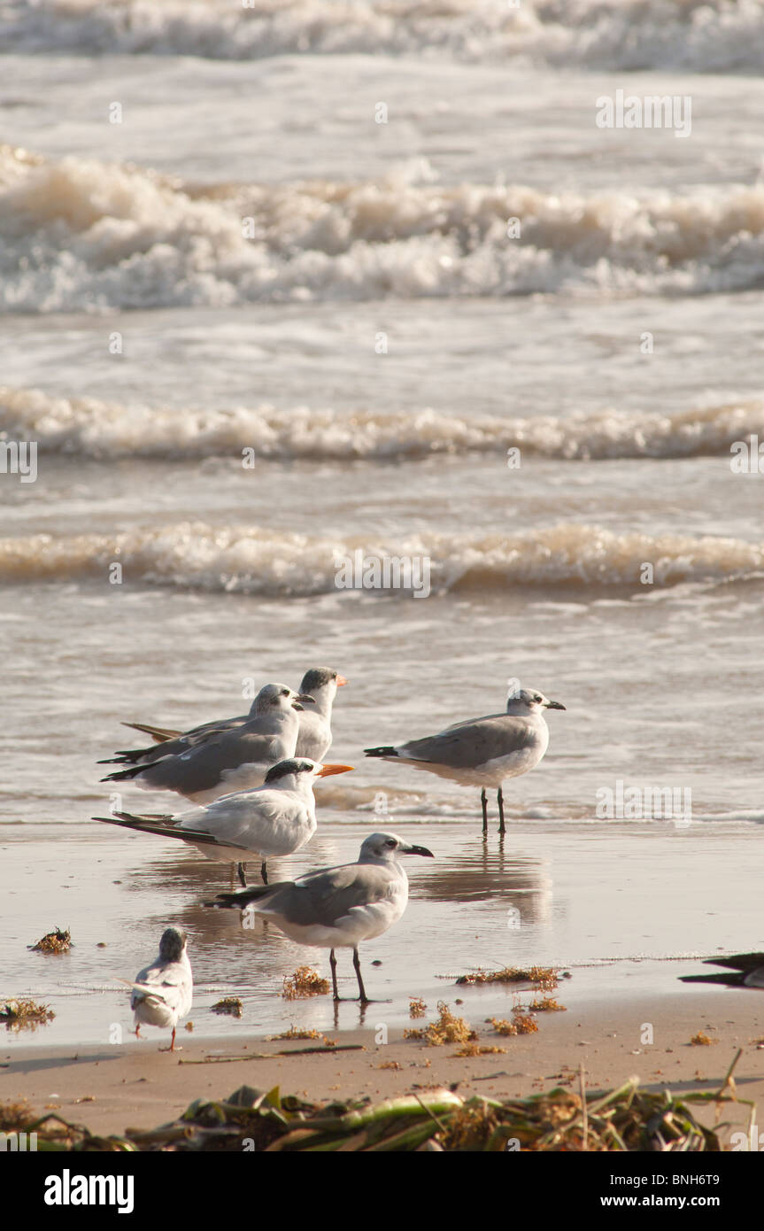Texas, Padre Island. Shore birds in Padre Island National Seashore