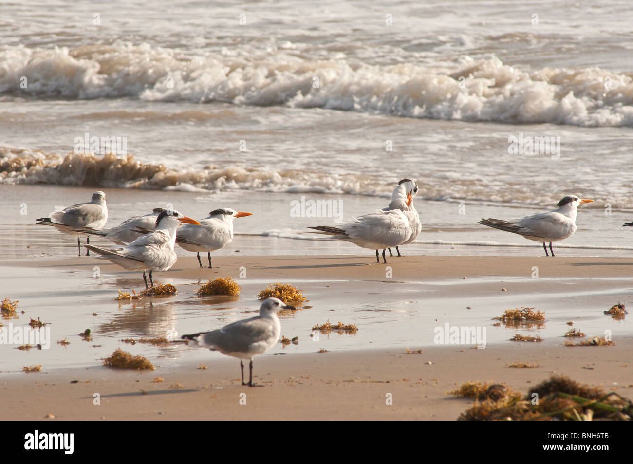 Texas, Padre Island. Terns in Padre Island National Seashore. Stock Photo