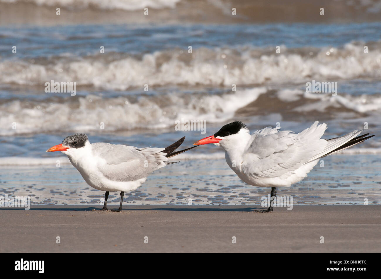 Texas, Padre Island. Royal terns in Padre Island National Seashore. Stock Photo