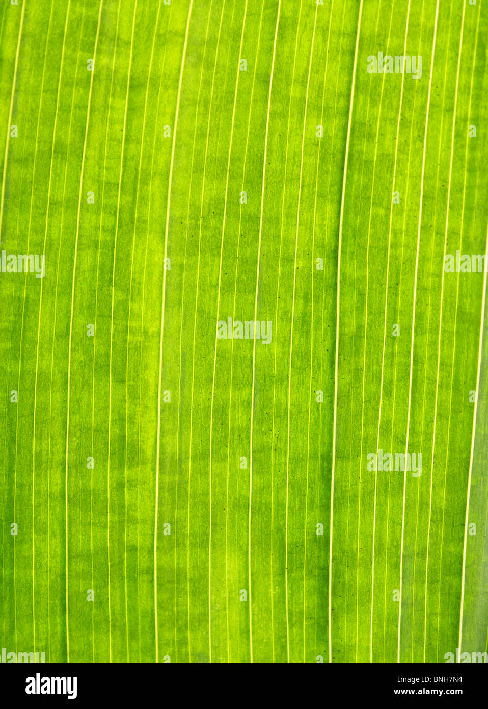 Plant leaf texture hi-res stock photography and images - Alamy