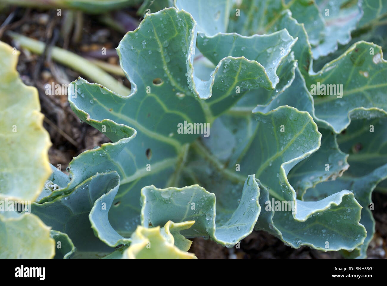 Sea Kale Cabbage, Crambe Maritima, plant with water droplets on leaves