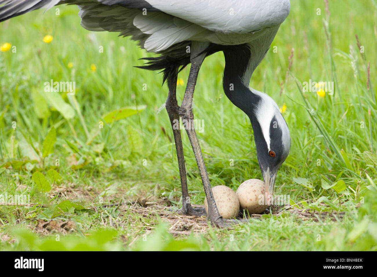 Demoiselle Crane (Anthropoides virgo). Female turning eggs in nest with bill, during incubation period. Stock Photo