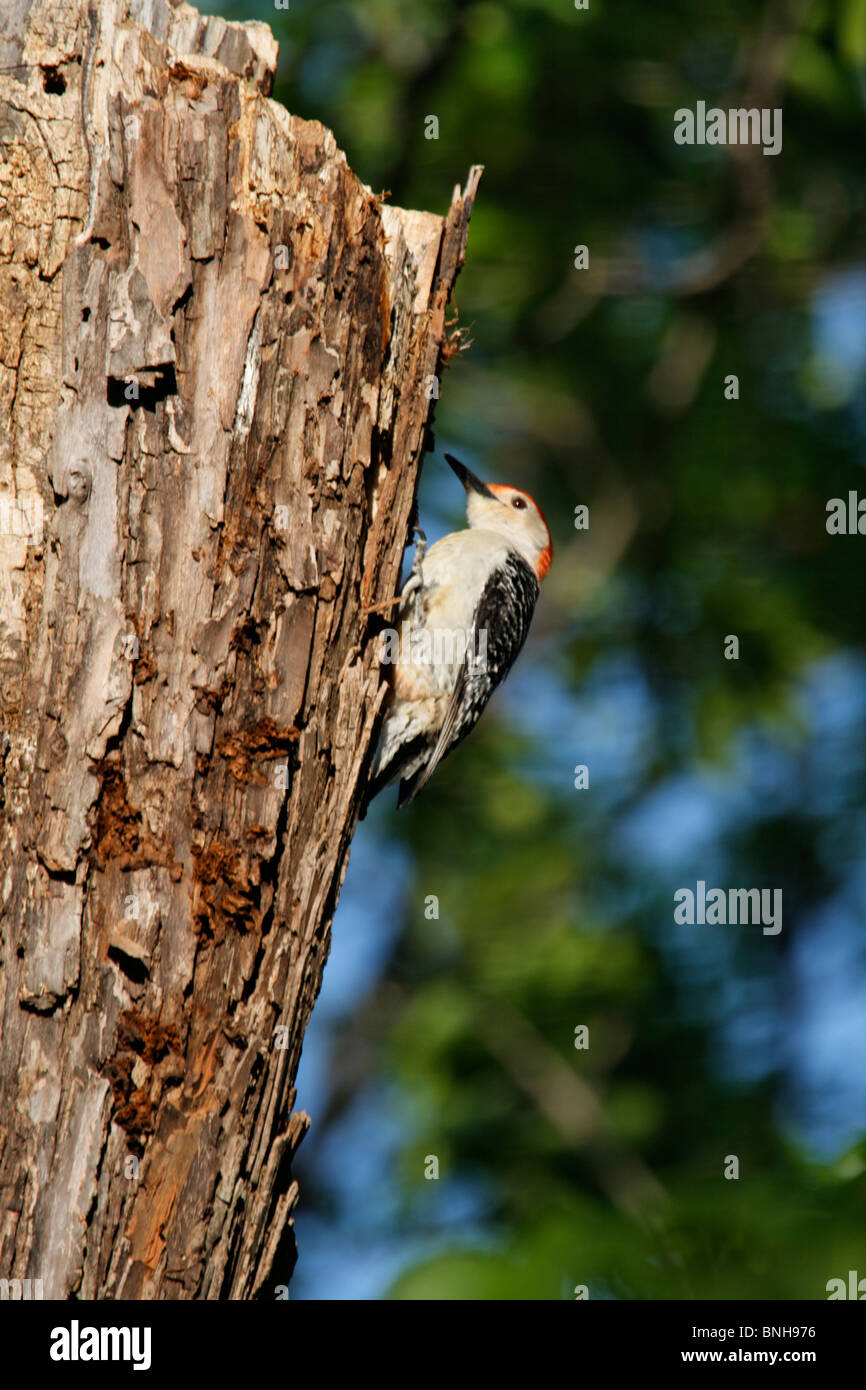 Red-bellied Woodpecker Melanerpes carolinus bird trunk Picinae woodpecker Stock Photo