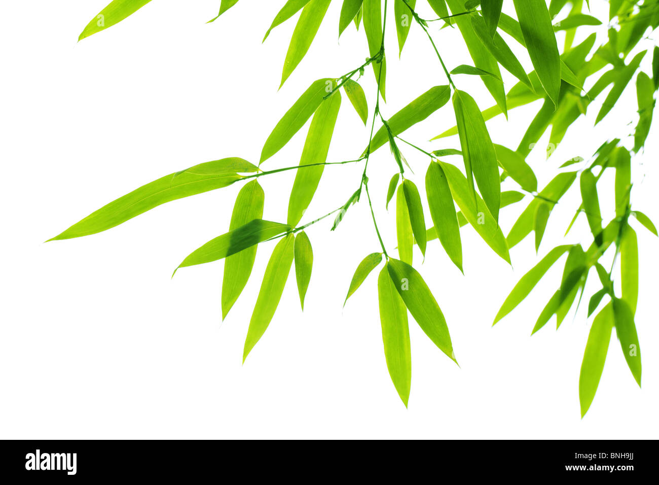 Bamboo leaves isolated on white Stock Photo Alamy