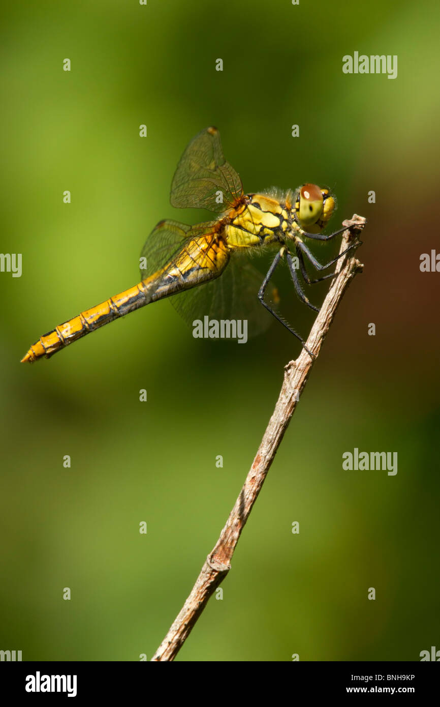 Ruddy Darter perched in the RSPB  reserve at Blean Wood. Stock Photo