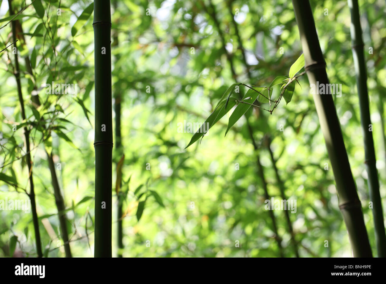 Bright green bamboo forest Stock Photo