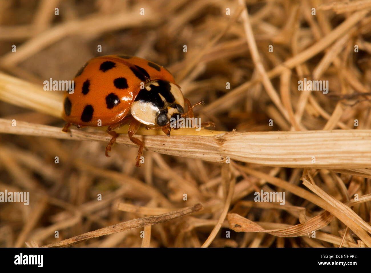Harlequin Ladybird Stock Photo
