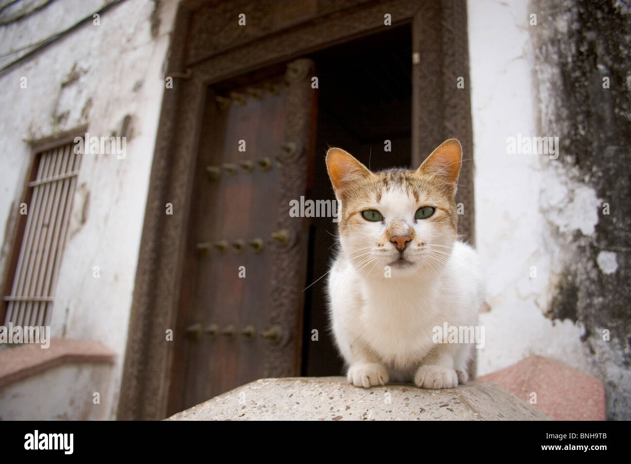 Cat perching infront of traditional doorway, Stone Town, Zanzibar Stock ...