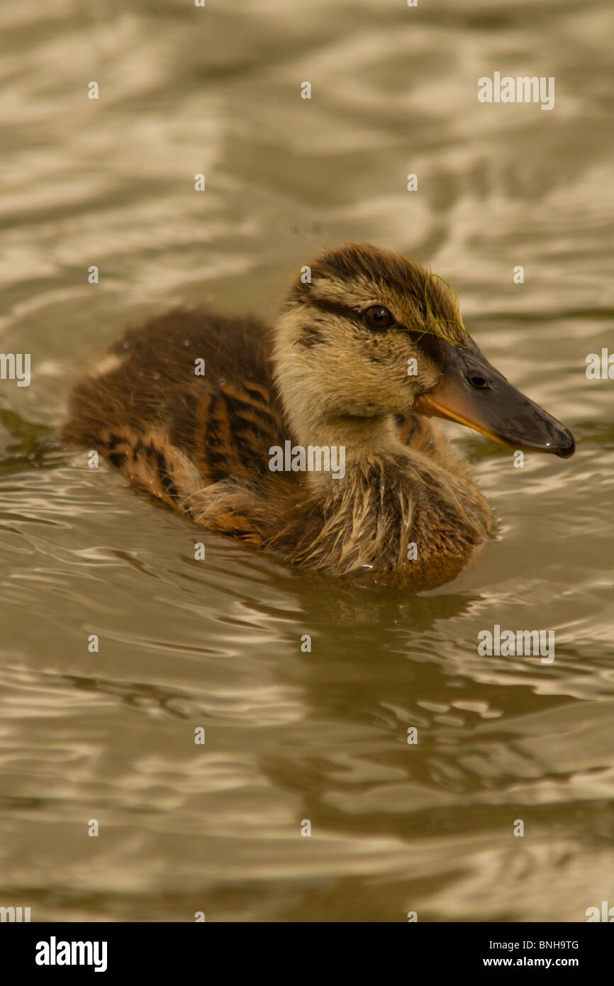 Mallard duckling in South Norwood Country Park, South East London. Stock Photo