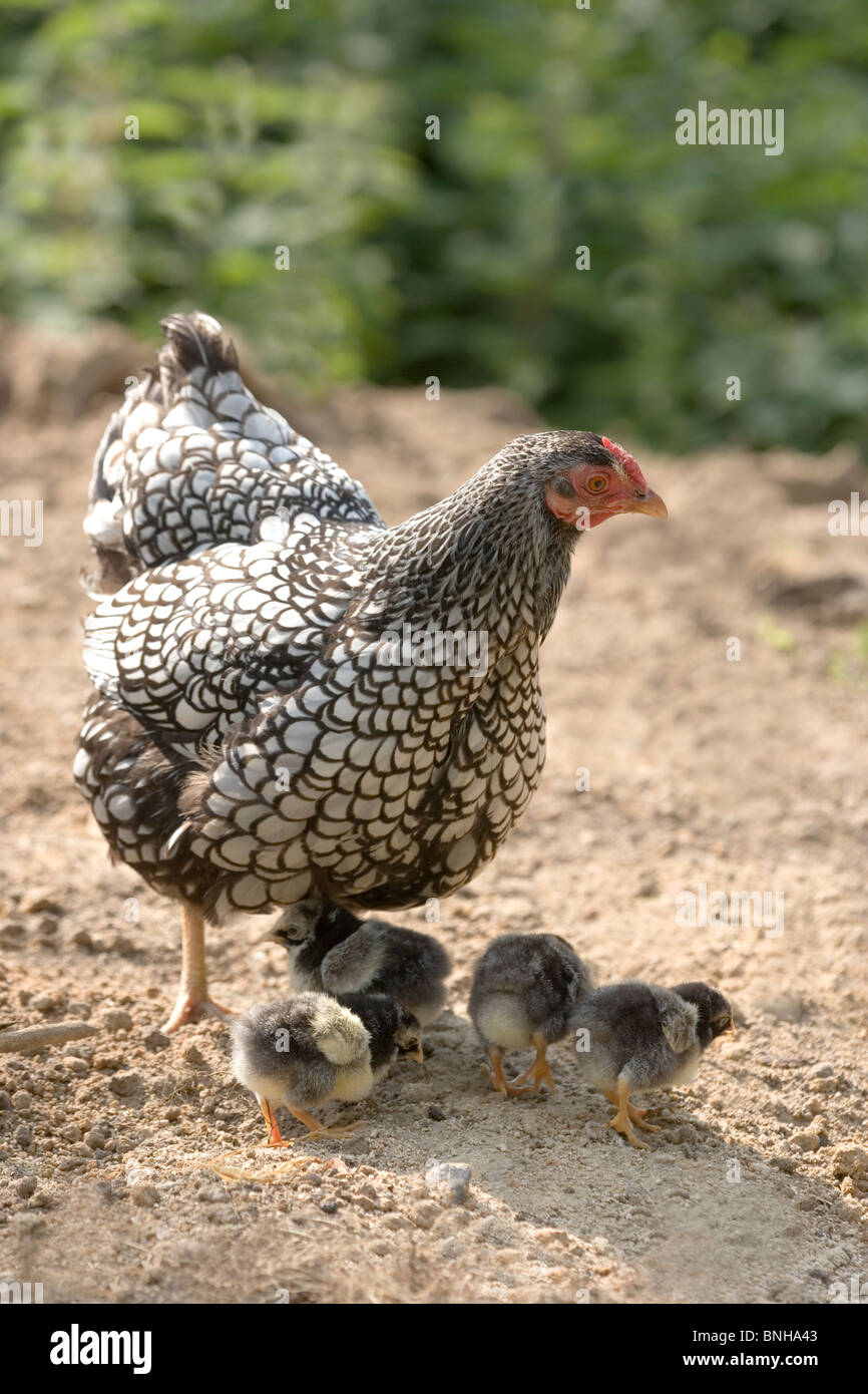 Silver-laced Wyandotte broody hen and chicks. (Gallus gallus domesticus). Stock Photo