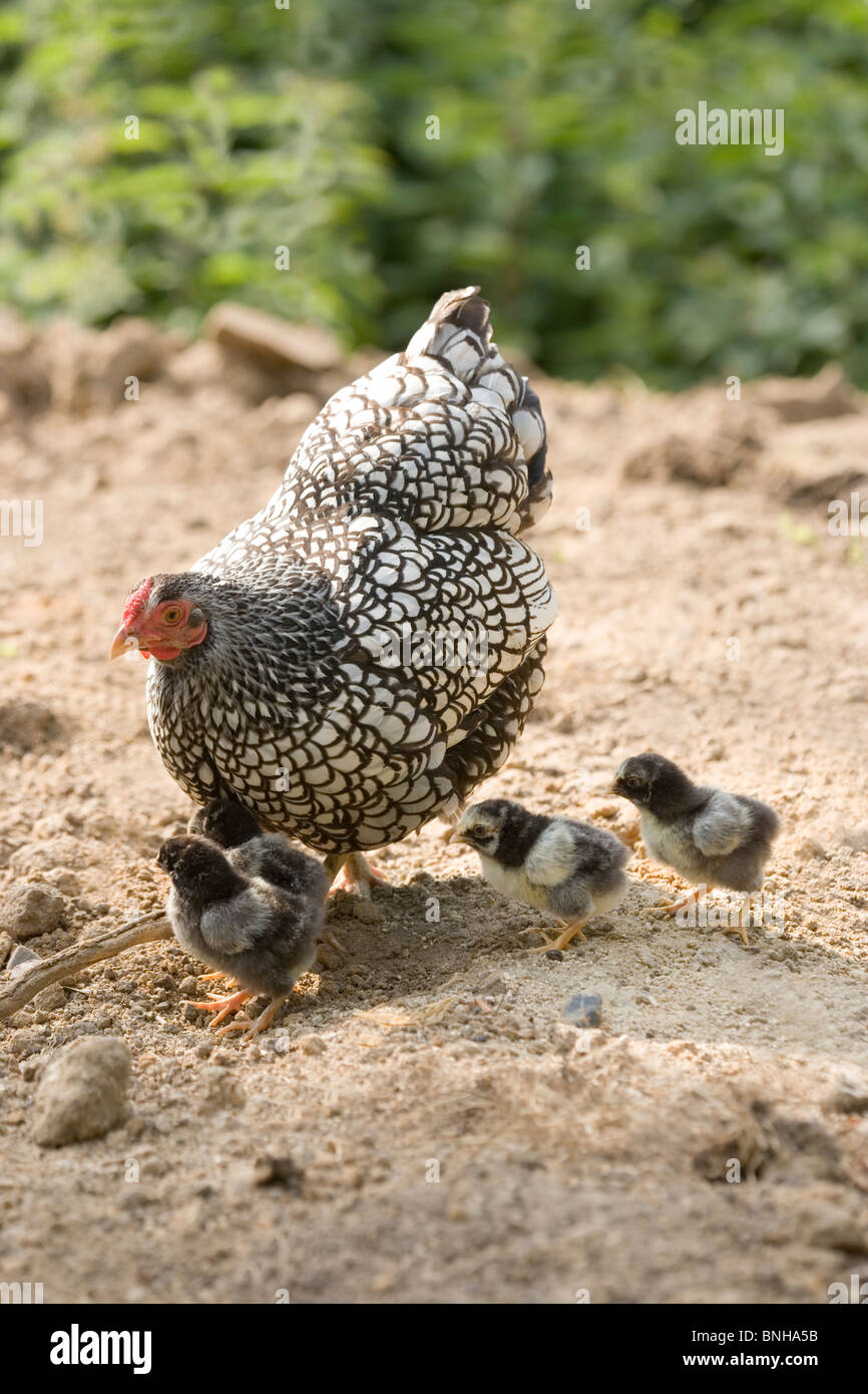 Silver-laced Wyandotte broody Hen and chicks. (Gallus gallus domesticus). Stock Photo