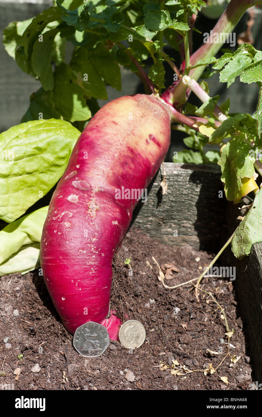 Giant radish growing in raised bed with English coins to suggest size and scale Stock Photo