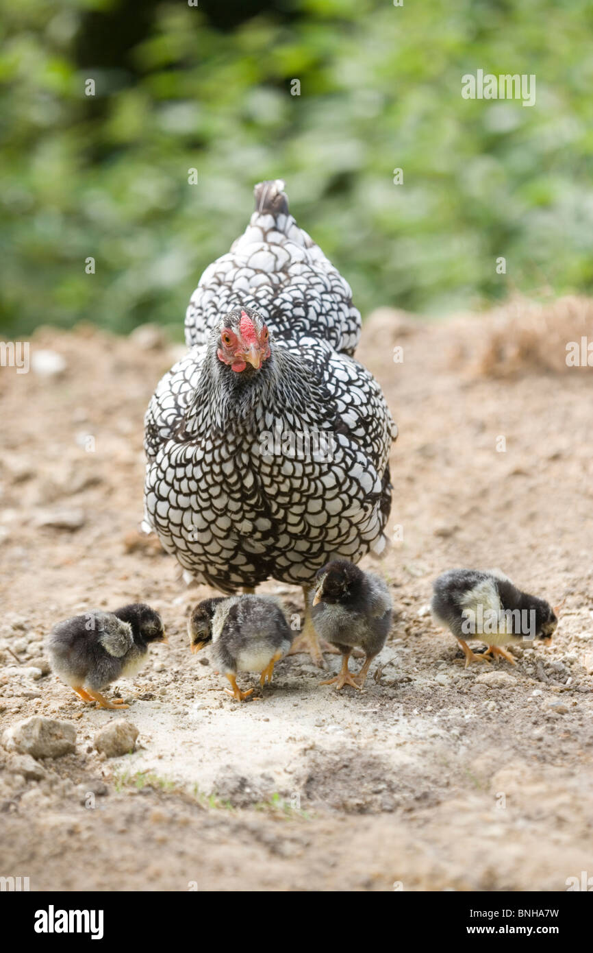 Silver-laced Wyandotte Hen and chicks (Gallus gallus domesticus). Broody rearing her own chicks. Stock Photo