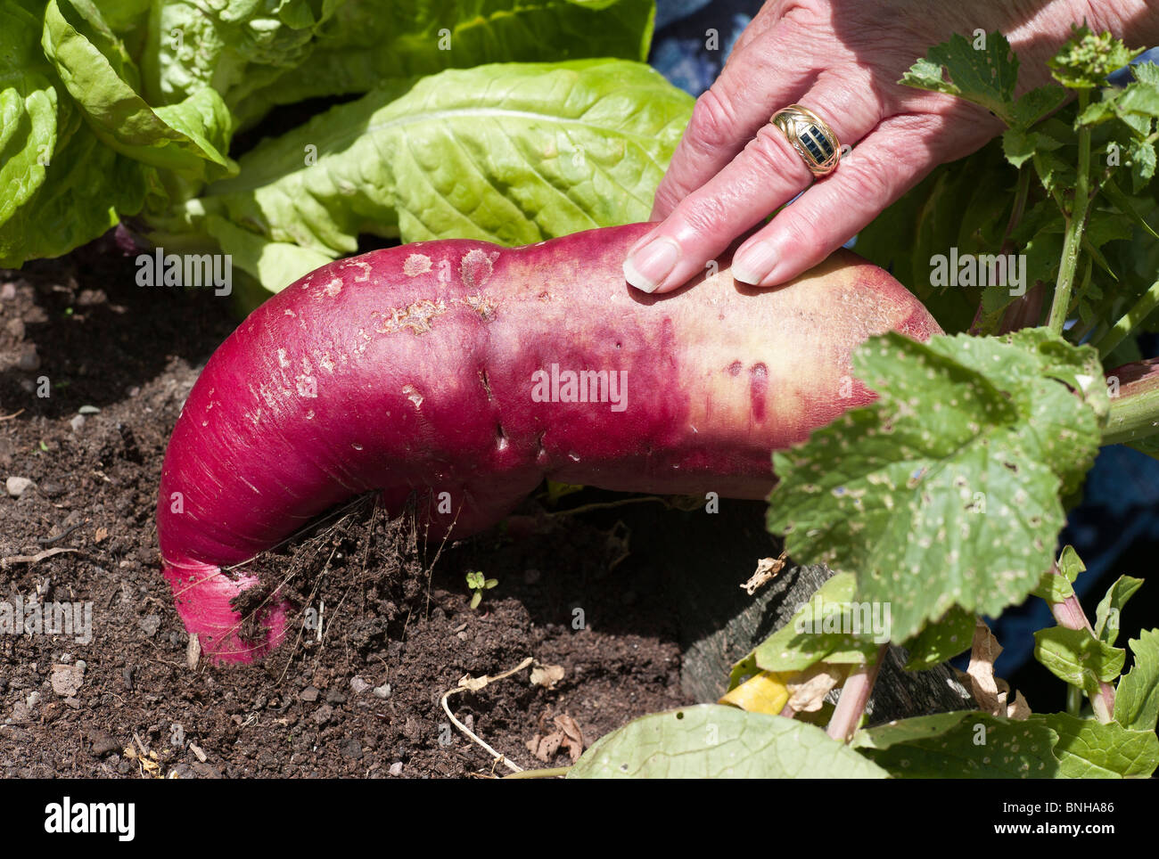 Giant vegetable radish growing in a container in July Stock Photo