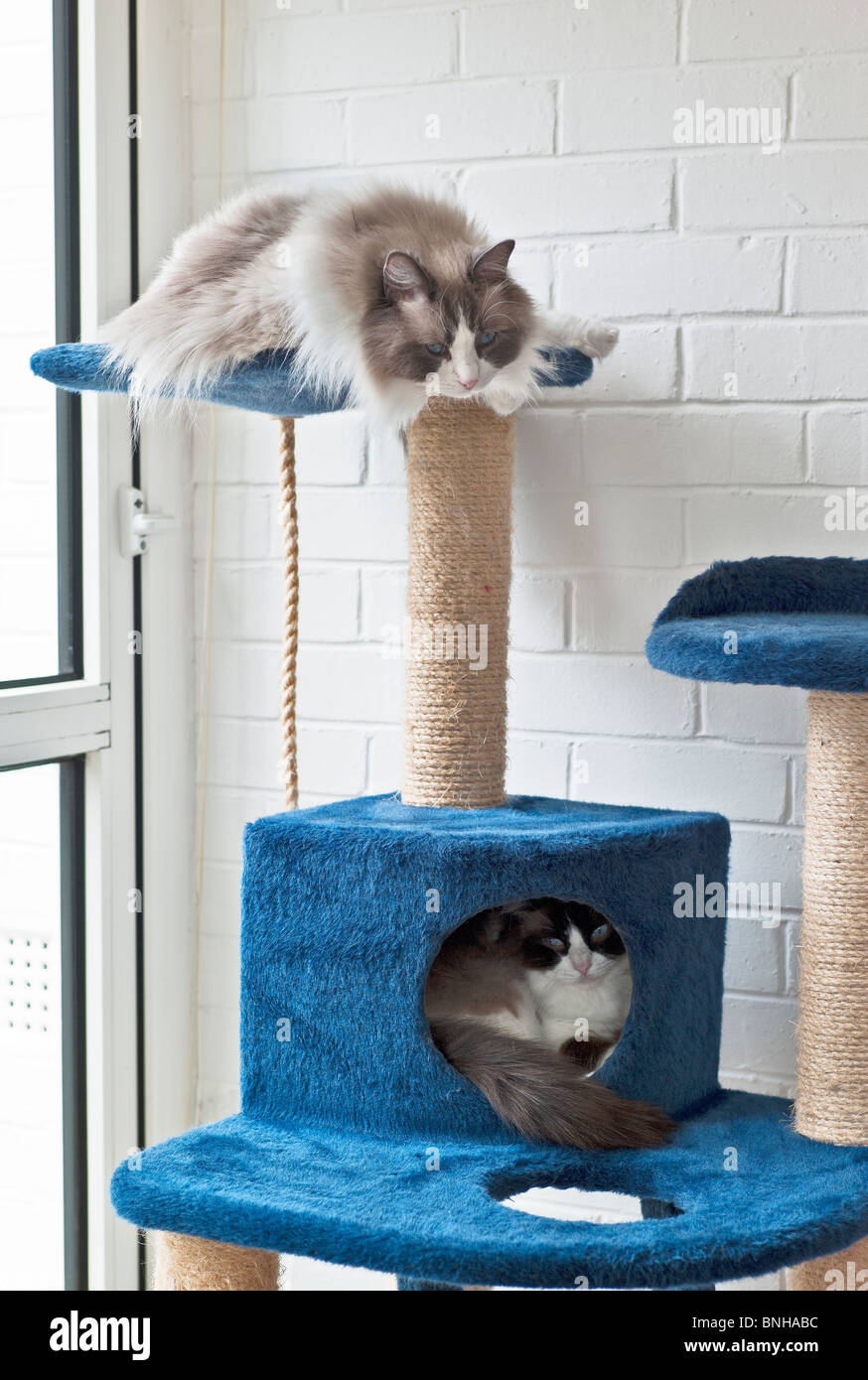 ragdoll cat tree