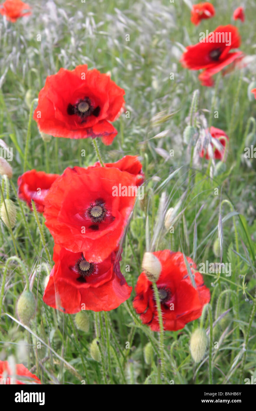 field of red poppies blowing in the wind growing in rural Britain Stock Photo