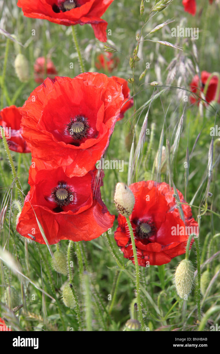 field of red poppies blowing in the wind growing in rural Britain Stock Photo