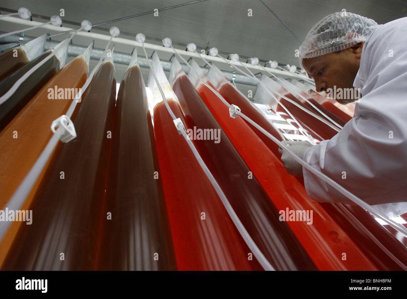 Astaxanthin Algae Cultivation Brain Mind Article