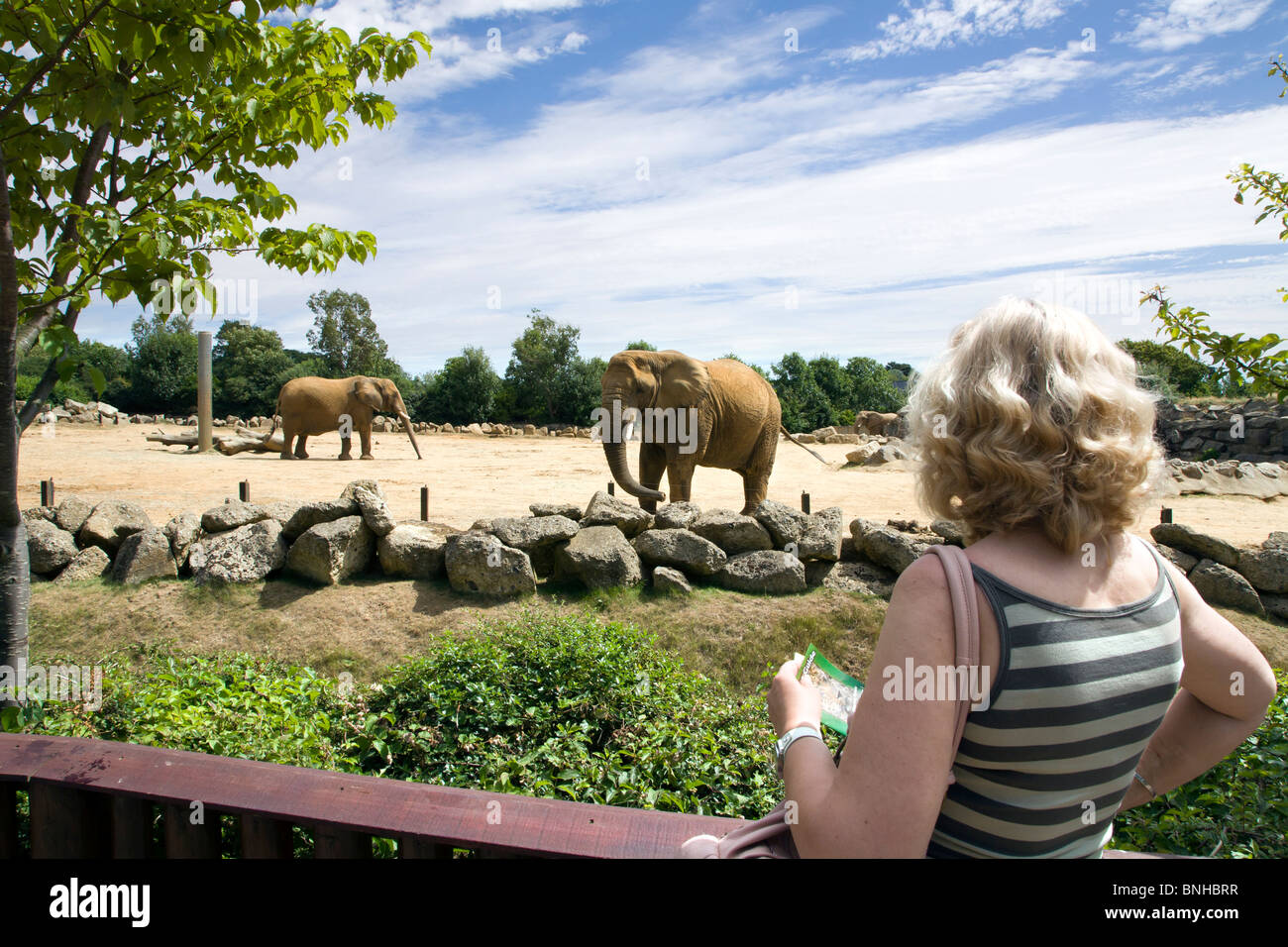 A FEMALE VISITOR AT THE COLCHESTER ZOO ELEPHANT ENCLOSURE Stock Photo