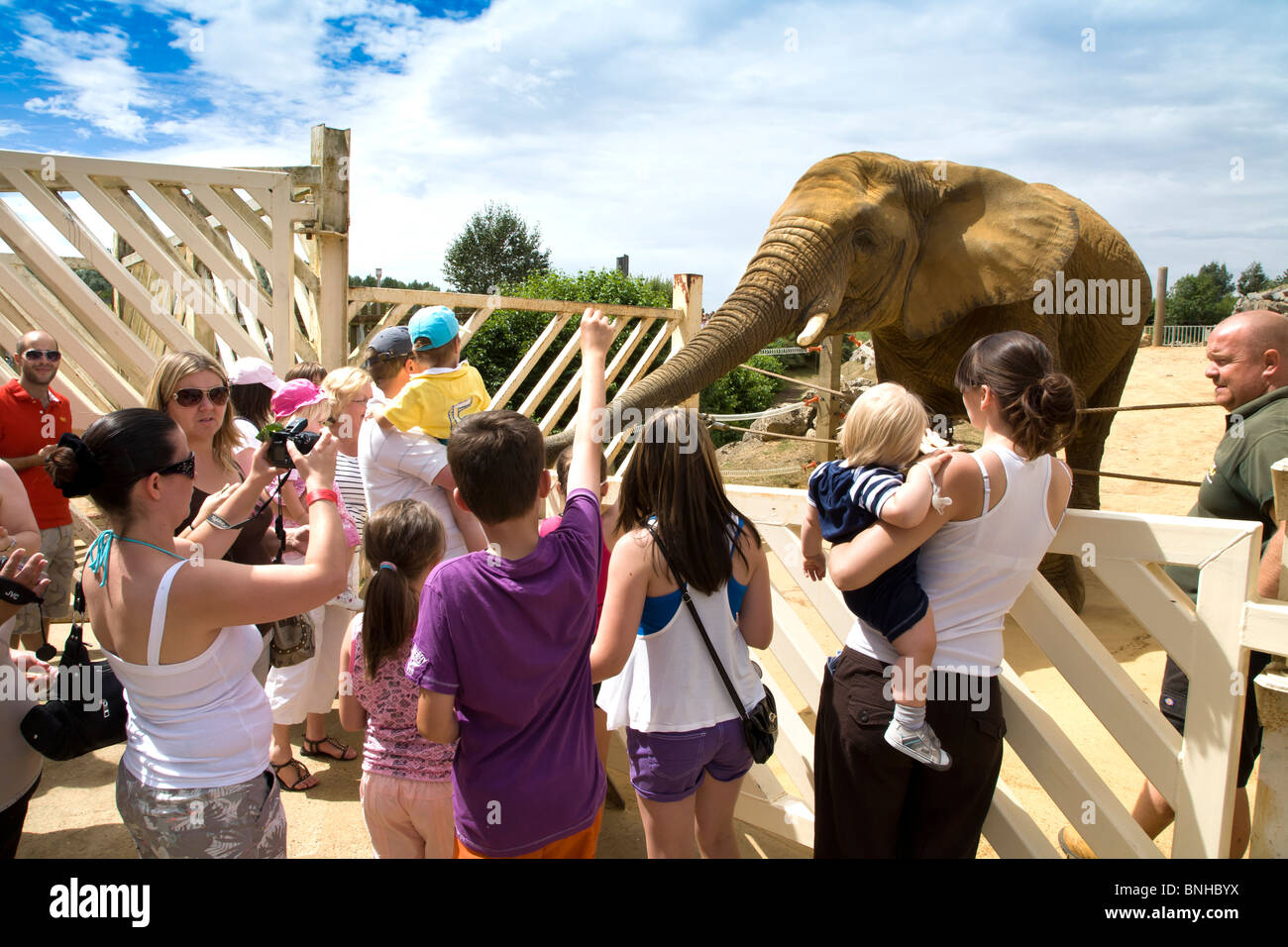 FEEDING THE ELEPHANTS BY HAND AT COLCHESTER ZOO Stock Photo Alamy