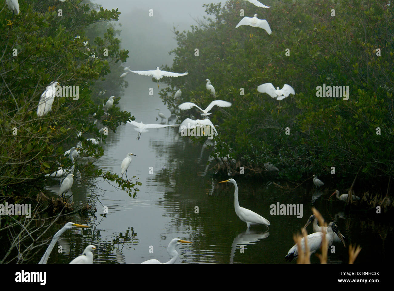 Great Egret Ardea alba Casmerodius albus Merritt island national