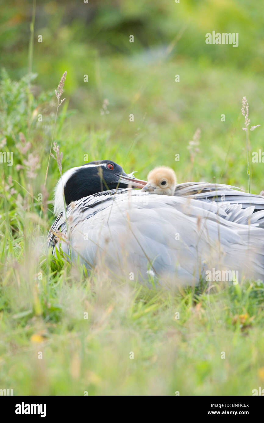 Demoiselle Cranes (Anthropoides virgo). Female brooding and preening ...