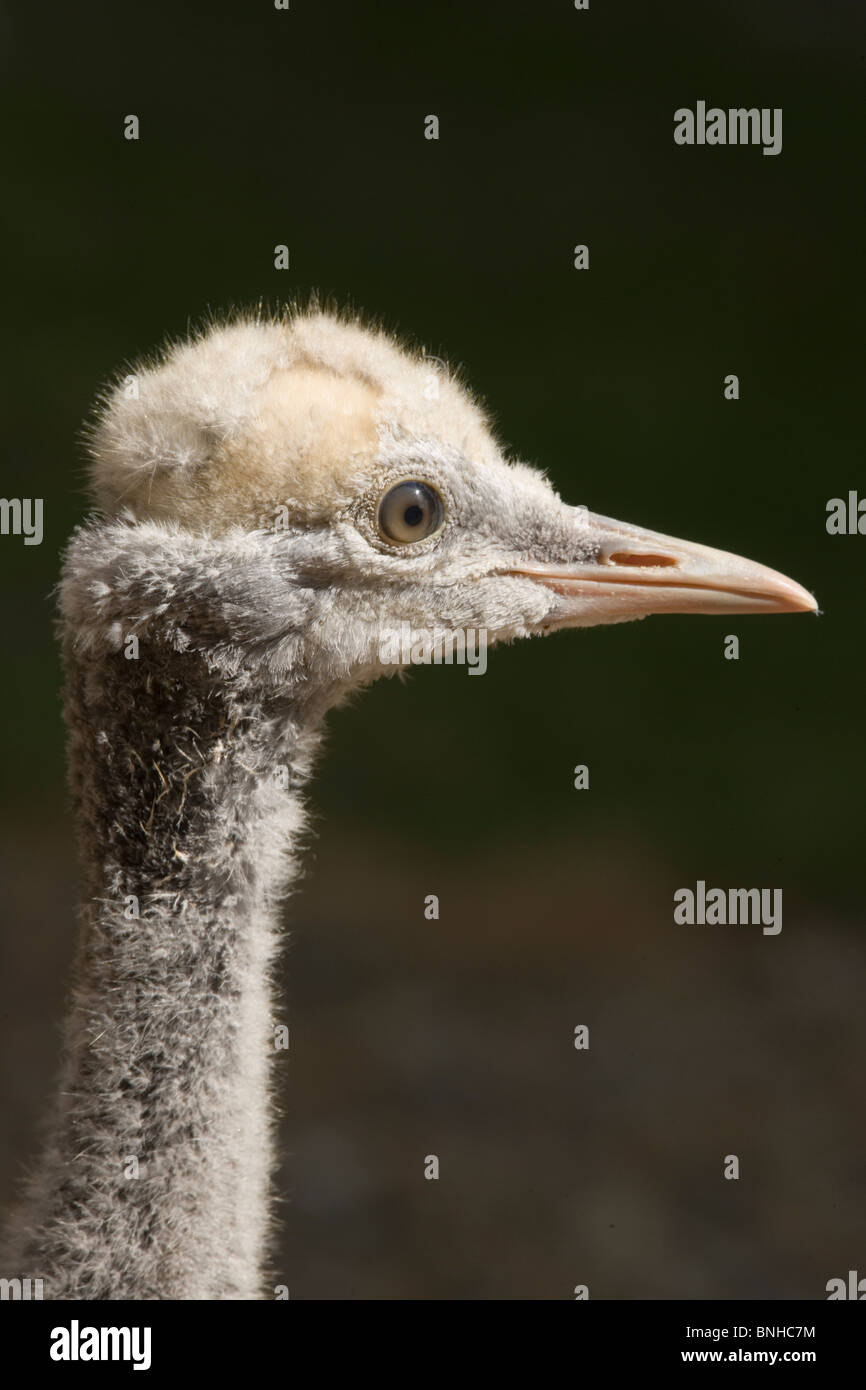 Demoiselle Crane (Anthropoides virgo). Head of 53 day old chick. Moulting into juvenile plumage. Stock Photo