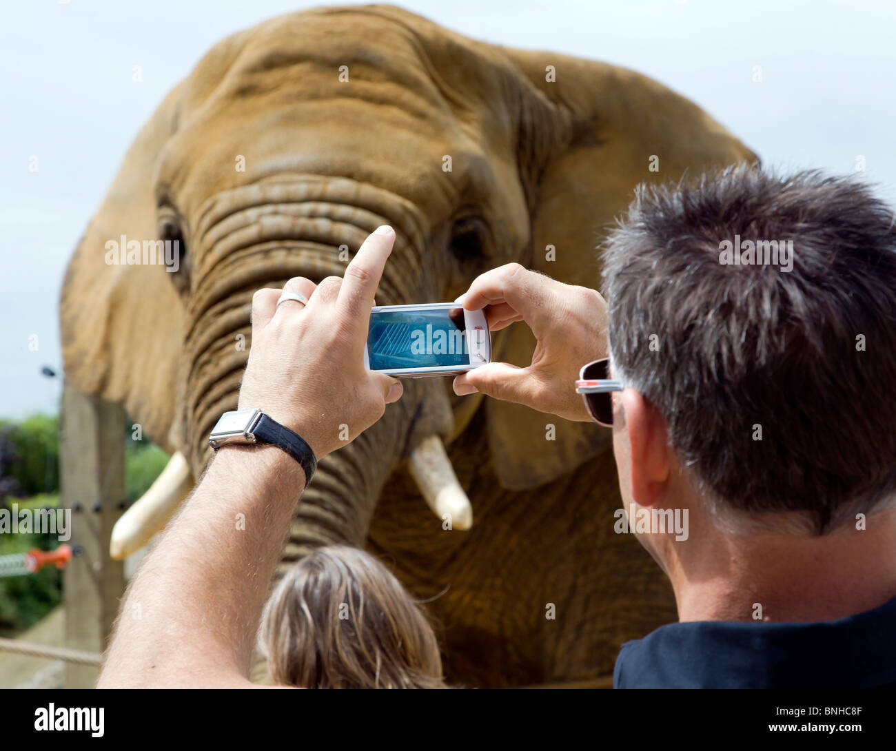 FEEDING THE ELEPHANTS BY HAND AT COLCHESTER ZOO Stock Photo Alamy