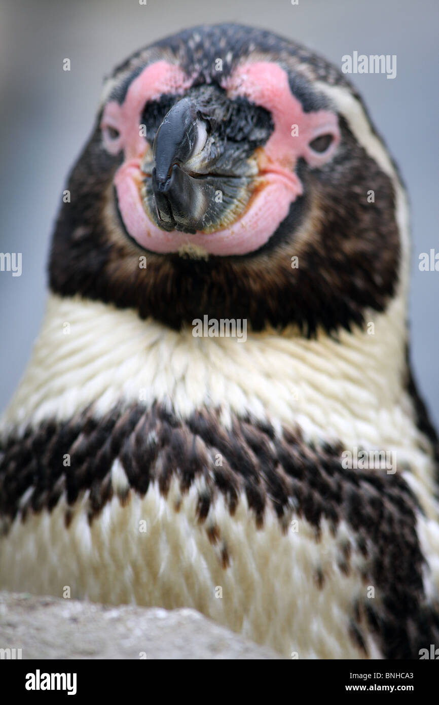 A close up of a Humboldt penguin Stock Photo