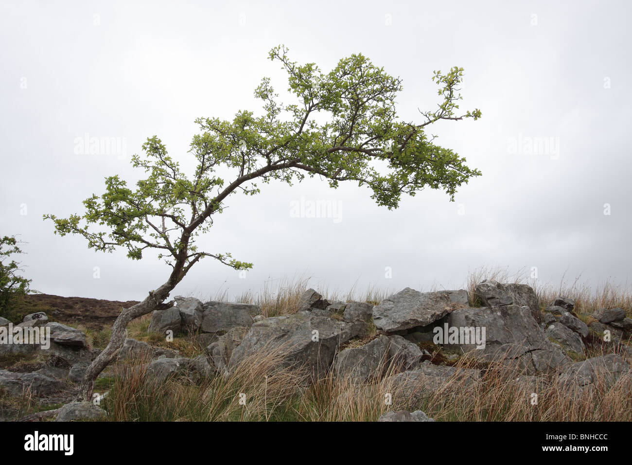 Willow Tee in a limestone landscape. Stock Photo