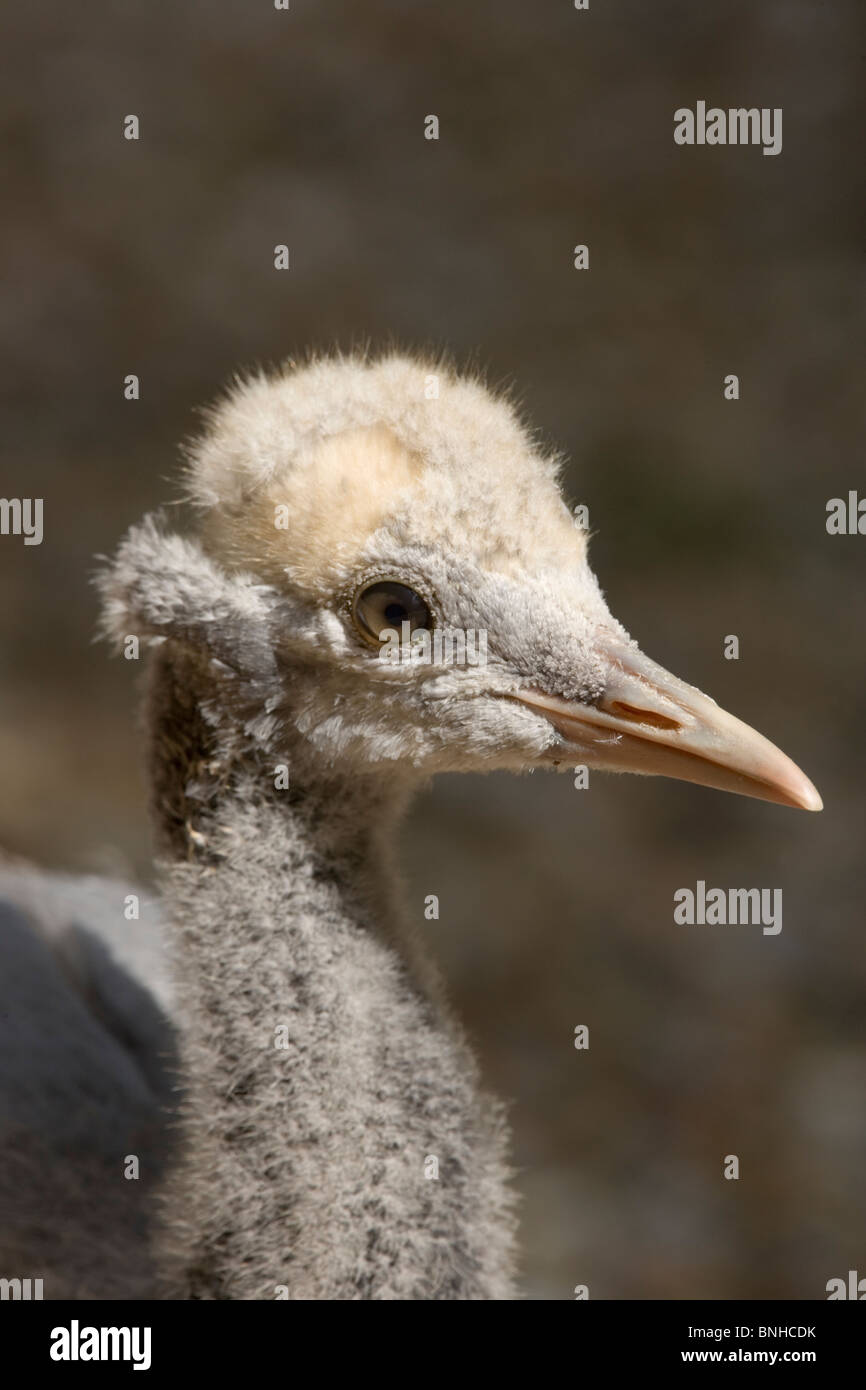 Demoiselle Crane (Anthropoides virgo). Head of 53 day old chick. Moulting into juvenile plumage. Stock Photo