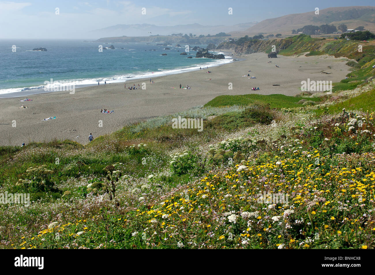 Usa Jenner California Flowers Beach Near Jenner People Coast Sea ...
