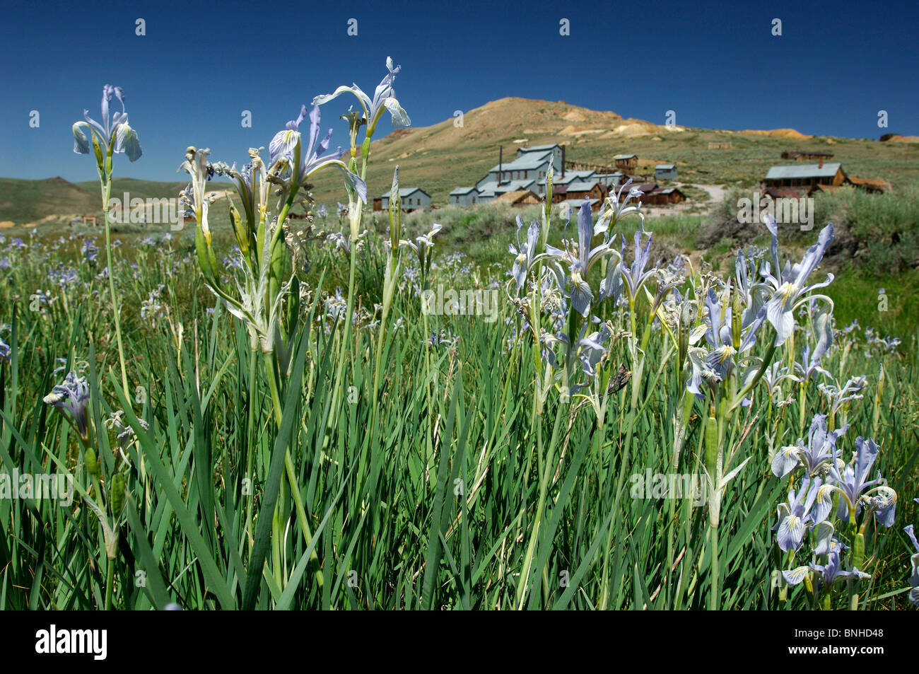 Usa Lee Vining California Ghost Town Bodie State Historic Park Near Lee