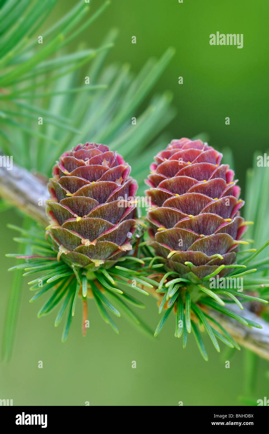 Larch cones in Spring in Dorset Larix decidua Stock Photo