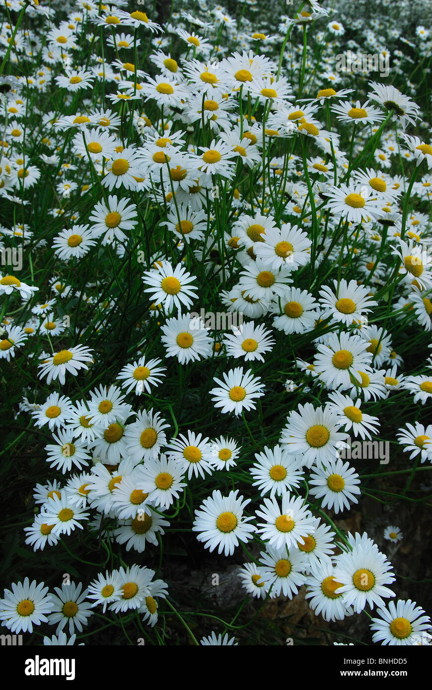 Oxeye daisies uk hires stock photography and images Alamy