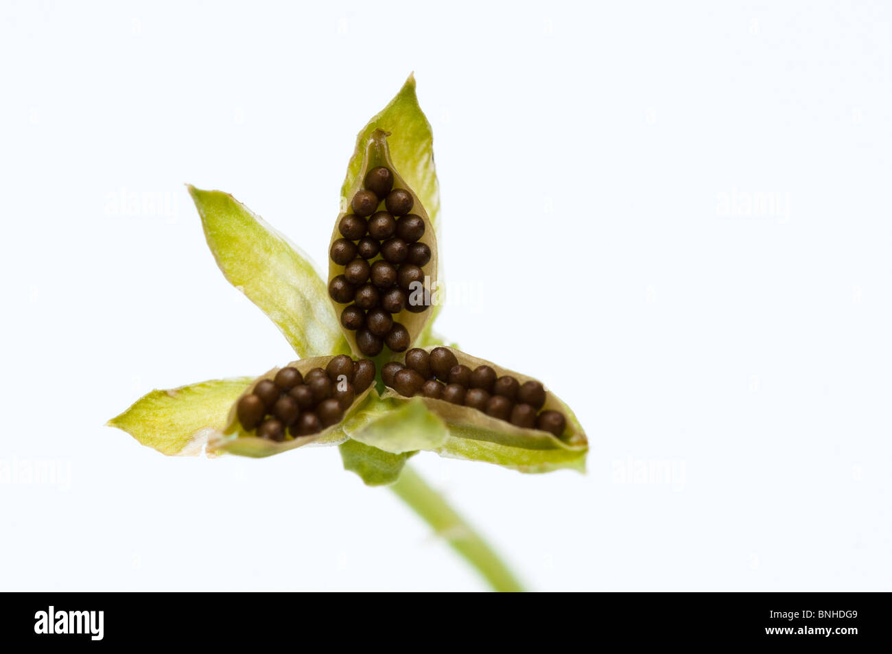 Close up of an open pansy seed pod Stock Photo